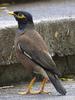 Common Myna (Acridotheres tristis)