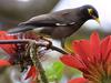 Common Myna (Acridotheres tristis)