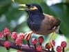 Common Myna (Acridotheres tristis)