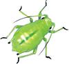 Greenbug (Schizaphis graminum)