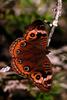 Buckeye Butterfly (Junonia coenia)