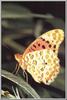 Cardinal Butterfly (Argynnis pandora)