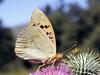 Cardinal Butterfly (Argynnis pandora)