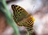 Cardinal Butterfly (Argynnis pandora seitzi)