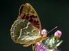 Cardinal Butterfly (Argynnis pandora seitzi)