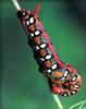 Caterpillar (Lepidoptera)