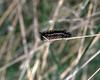 Caterpillar (Lepidoptera)