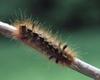 Caterpillar (Lepidoptera)