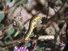 Caterpillar (Lepidoptera)