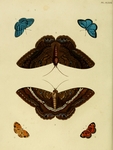 Black Witch Moth (Ascalapha odorata), Cepheuptychia cephus, Pearl Crescent (Phyciodes tharos)