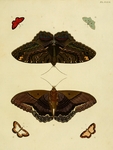 ...reus, Hyphalia phylira, Nymphidium caricae, Thecla getus