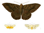 Black Witch Moth (Ascalapha odorata), Salt Marsh Moth (Estigmene acrea)