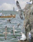 Northern fulmar (Fulmarus glacialis)