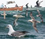 Northern fulmar (Fulmarus glacialis)