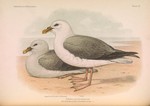 Northern fulmar (Fulmarus glacialis)