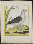 Northern fulmar (Fulmarus glacialis)