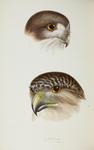 Powerful Owl (Ninox strenua)