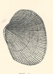 Pacific littleneck clam (Leukoma staminea)