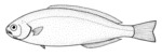 Southern driftfish (Icichthys australis)