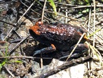 Magnificent brood frog (Pseudophryne covacevichae)