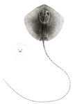 reticulate whipray, honeycomb stingray (Himantura uarnak)