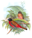 Scarlet-rumped trogon (Harpactes duvaucelii)