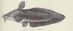 Eel-tailed catfish, Tandanus tandanus