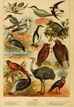 ...elis papua), White-fronted amazon (Amazona albifrons), Grey heron (Ardea cinerea), Long-eared ow