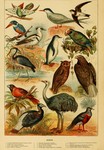 ...l (Asio otus), White-tailed eagle (Haliaeetus albicilla), Red-and-black grosbeak (Periporphyrus 