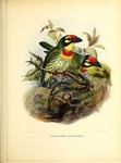 Coppersmith barbet (Psilopogon haemacephalus)