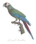 Military Macaw (Ara militaris)