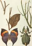 Peppered moth (Biston betularia), Orange oakleaf (Kallima inachus), Common stick insect (Carausi...