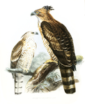 Legge's hawk-eagle (Nisaetus kelaarti)