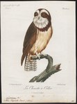 Spectacled owl (Pulsatrix perspicillata)