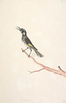 New Holland honeyeater (Phylidonyris novaehollandiae)