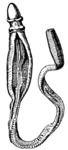 Ptychodera flava. yellow acorn worm.