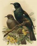 Tūī (Prosthemadera novaeseelandiae)