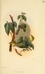 Fiji Silvereye (Zosterops lateralis flaviceps)