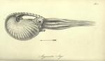 Greater argonaut (Argonauta argo)