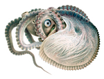 Greater argonaut (Argonauta argo)