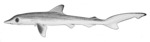 Scoliodon walbeehmi = Milk shark (Rhizoprionodon acutus)