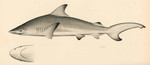 Blacktip shark (Carcharhinus limbatus)