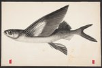Australasian flying fish (Cheilopogon pinnatibarbatus melanocercus)