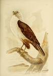 Haliastur Leucosternus. White-breasted Sea-Eagle = White-bellied sea eagle (Haliaeetus leucogast...