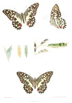 Lime swallowtail butterfly (Papilio demoleus)