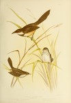 ...-rumped heathwren (Hylacola pyrrhopygia), shy heathwren (Hylacola cauta)