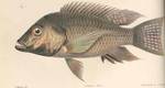 Blackchin tilapia (Sarotherodon melanotheron)