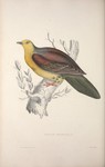 Wedge-tailed green pigeon (Treron sphenurus)