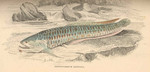 Silver arowana (Osteoglossum bicirrhosum)