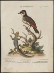 Hardwicke's spiny-tailed lizard (Saara hardwickii), red-whiskered bulbul (Pycnonotus jocosus)